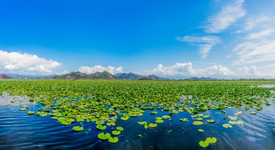 Skadar Lake